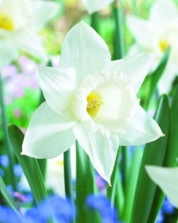 Narcis Mount Hood